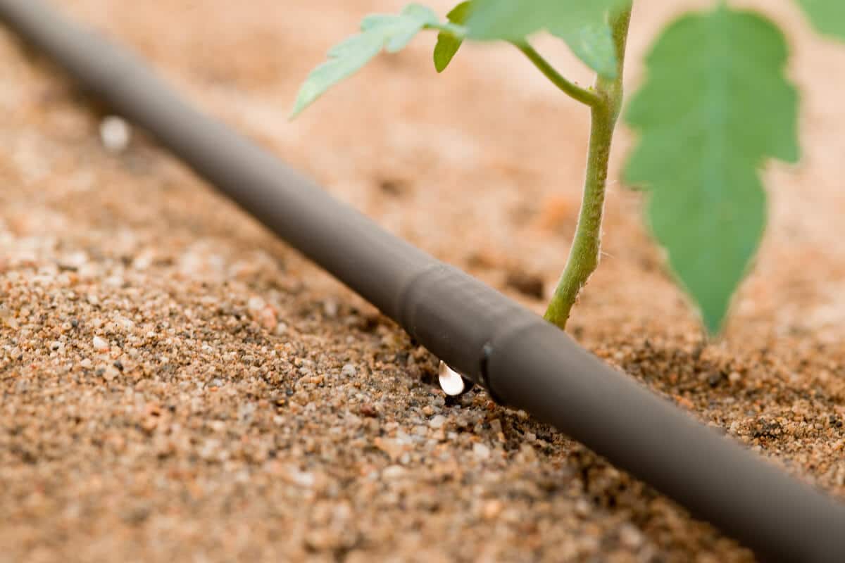 L'irrigazione a gocci massimizza l'efficienza irrigua e sostiene la produzione del pomodoro da industria